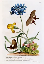 Polianthes, Oxalis og Iris, 1749 (håndkoloreret gravering)